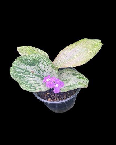 Kaempferia pulchra white variegated