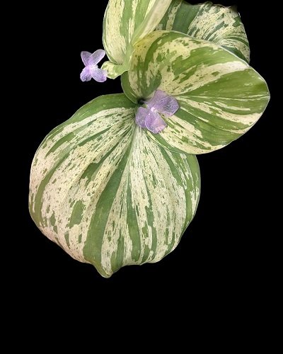 Kaempferia pulchra yellow variegated