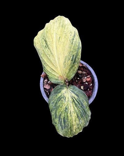 Kaempferia pulchra yellow variegated