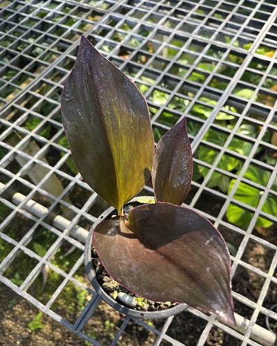 Kaempferia sakonensis