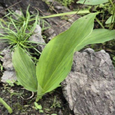 Kaempferia simaoensis
