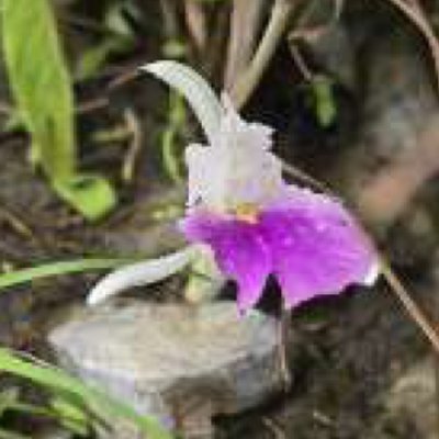 Kaempferia simaoensis