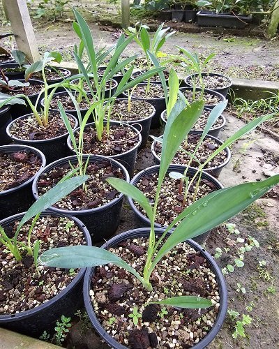 Kaempferia sisaketensis