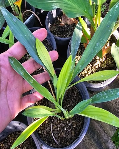 Kaempferia sisaketensis