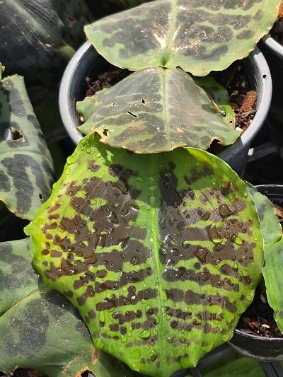 Kaempferia sp. Lopburi