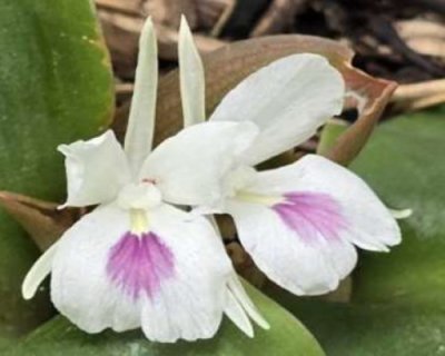 Kaempferia sp. Saiyok