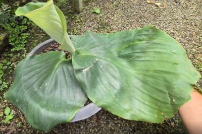 Kaempferia sp. Saiyok