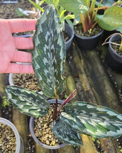 Kaempferia subglobosa