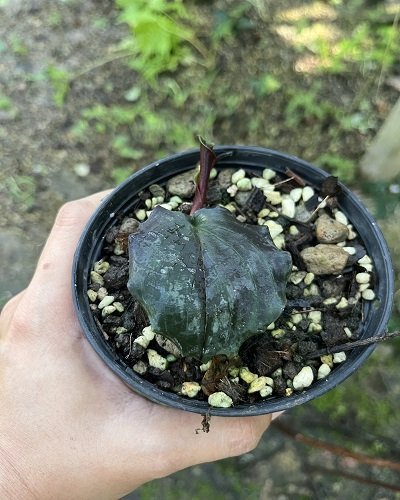 Kaempferia noctiflora var. Theapthapae