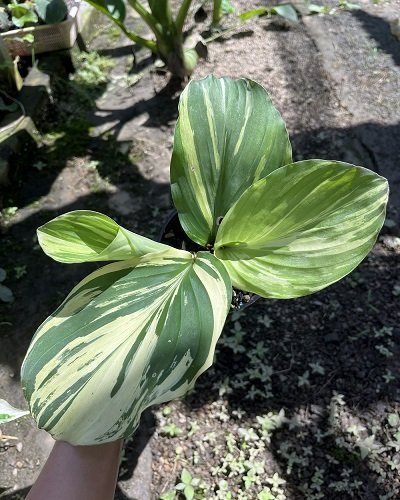 Kaempferia pulchra yellow variegated
