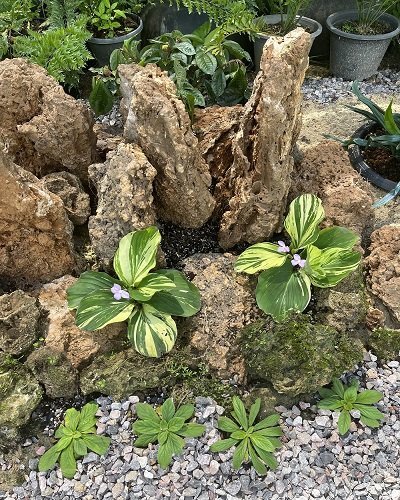 Kaempferia pulchra yellow variegated