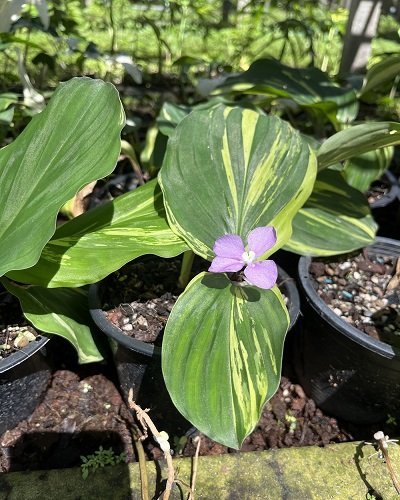 Kaempferia pulchra yellow variegated