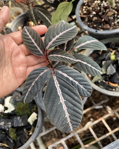 Leea amabilis