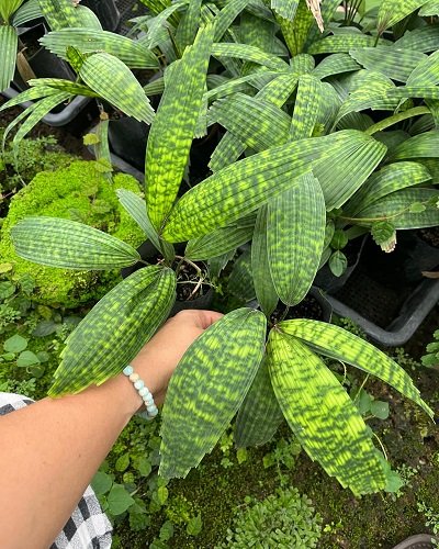 Licuala 'mapu'
