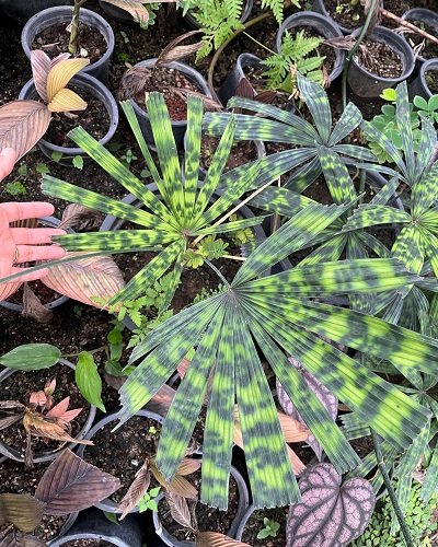 licuala mattanensis 'mapu'