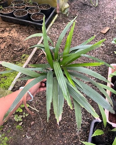 Licuala hainanensis