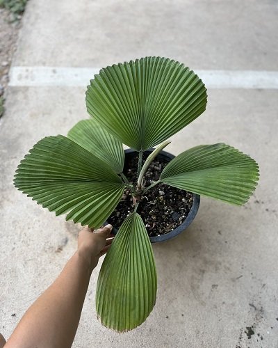Licuala orbicularis