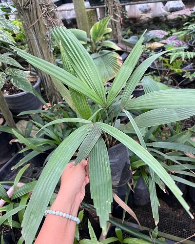 Licuala pakjam