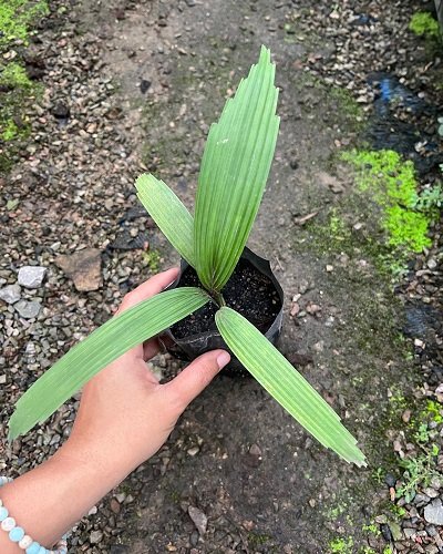 Licuala thoana