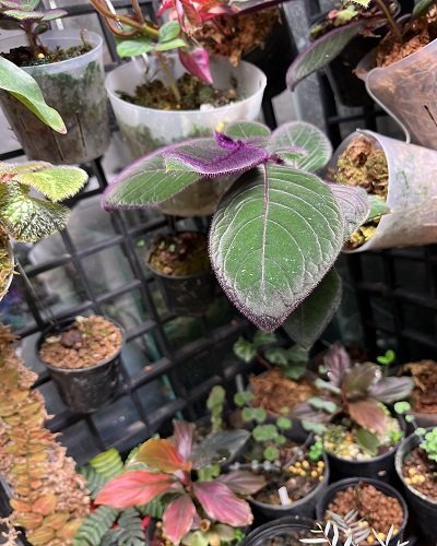 Lycianthes medusocalyx
