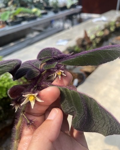 Lycianthes medusocalyx