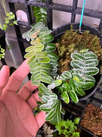 Macgravia sp.