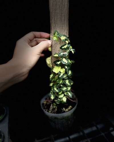 Ficus sp. variegated from Japan