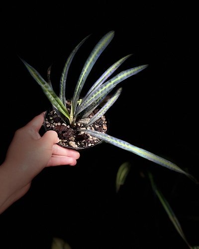 Mapania sp.