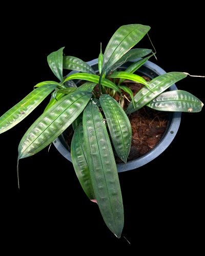 Mapania sp.