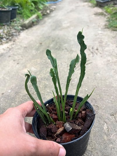 Microsorum sp. mutation