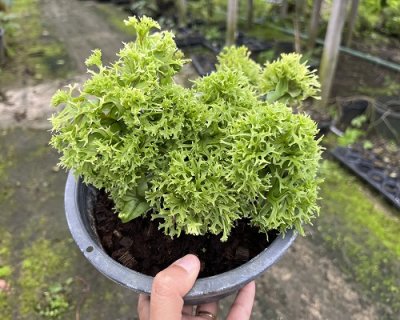 Microsorum sp. mutation