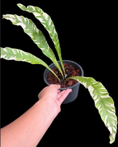 Microsorum spp. Variegated