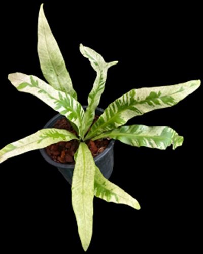 Microsorum spp. Variegated