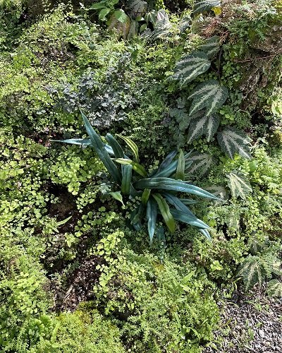 Microsorum thailanddicum (large leaf form)