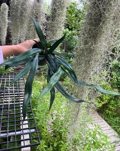 Microsorum thailanddicum (large leaf form)