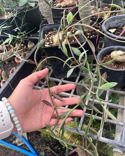 Monadenium rubellum