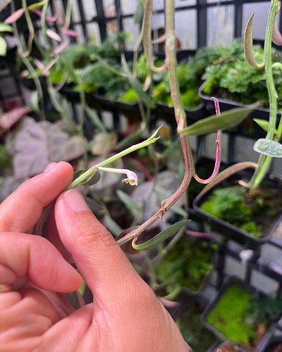 Monadenium rubellum
