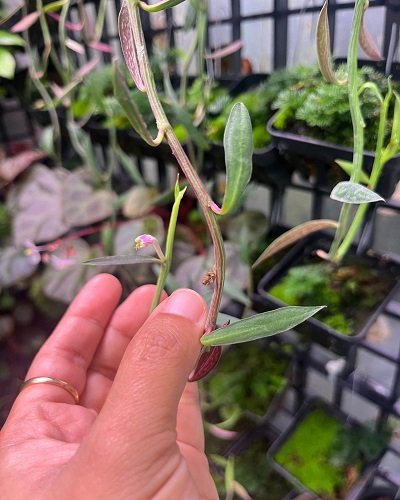Monadenium rubellum
