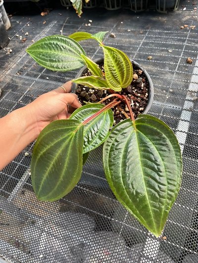 Monolena primuliflora