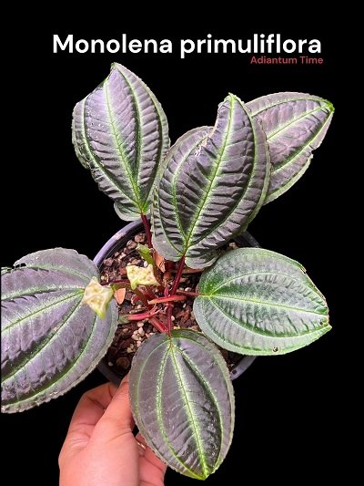 Monolena primuliflora