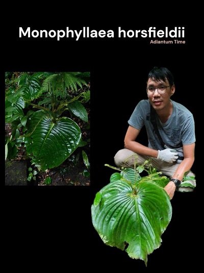 Monophyllaea horsfieldii
