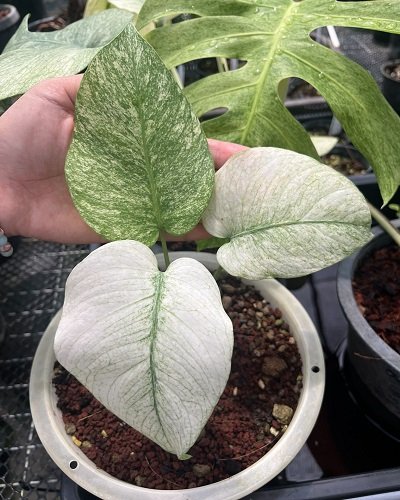 Monstera sp. full mint