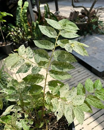 Muntingia calabura variegated