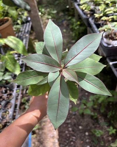 Neea virens (Blue Ecuador)