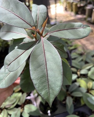 Neea virens (Blue Ecuador)