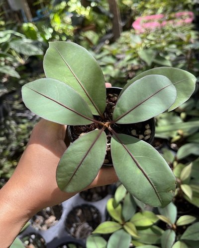Neea virens (Blue Ecuador)