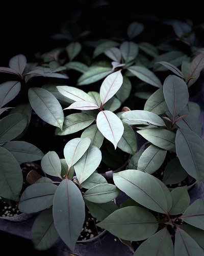 Neea virens (Blue Ecuador)