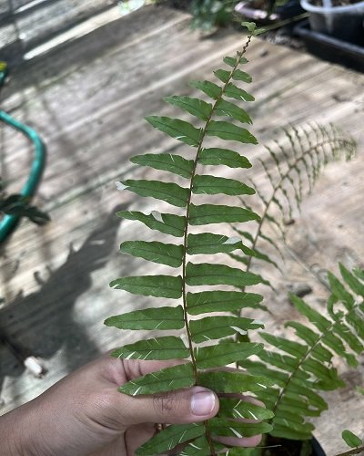 Nephrolepis sp. variegated