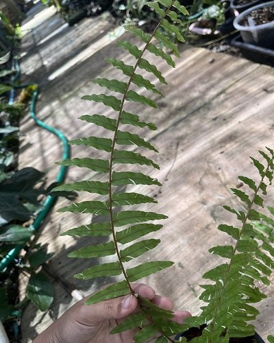 Nephrolepis sp. variegated