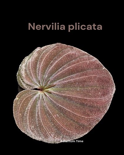 Nervilia plicata Dark Color